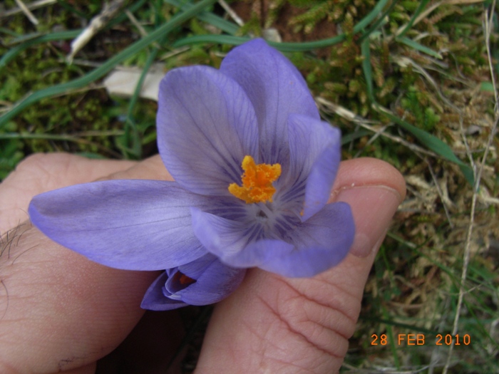 Crocus neapolitanus